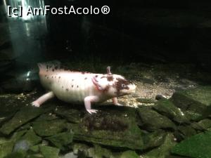 [P18] Zoo Ulm - si cica e peste, se numeste Axolotl, sau pestele mexican mergator. Tot nu-mi place. » foto by mishu
 - 
<span class="allrVoted glyphicon glyphicon-heart hidden" id="av1205599"></span>
<a class="m-l-10 hidden" id="sv1205599" onclick="voting_Foto_DelVot(,1205599,3969)" role="button">șterge vot <span class="glyphicon glyphicon-remove"></span></a>
<a id="v91205599" class=" c-red"  onclick="voting_Foto_SetVot(1205599)" role="button"><span class="glyphicon glyphicon-heart-empty"></span> <b>LIKE</b> = Votează poza</a> <img class="hidden"  id="f1205599W9" src="/imagini/loader.gif" border="0" /><span class="AjErrMes hidden" id="e1205599ErM"></span>