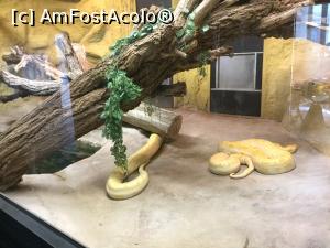 [P23] Zoo Ulm - Pitonul tigru » foto by mishu
 - 
<span class="allrVoted glyphicon glyphicon-heart hidden" id="av1205604"></span>
<a class="m-l-10 hidden" id="sv1205604" onclick="voting_Foto_DelVot(,1205604,3969)" role="button">șterge vot <span class="glyphicon glyphicon-remove"></span></a>
<a id="v91205604" class=" c-red"  onclick="voting_Foto_SetVot(1205604)" role="button"><span class="glyphicon glyphicon-heart-empty"></span> <b>LIKE</b> = Votează poza</a> <img class="hidden"  id="f1205604W9" src="/imagini/loader.gif" border="0" /><span class="AjErrMes hidden" id="e1205604ErM"></span>