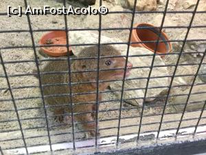 [P30] Zoo Ulm - si o mangusta dragalasa » foto by mishu
 - 
<span class="allrVoted glyphicon glyphicon-heart hidden" id="av1205611"></span>
<a class="m-l-10 hidden" id="sv1205611" onclick="voting_Foto_DelVot(,1205611,3969)" role="button">șterge vot <span class="glyphicon glyphicon-remove"></span></a>
<a id="v91205611" class=" c-red"  onclick="voting_Foto_SetVot(1205611)" role="button"><span class="glyphicon glyphicon-heart-empty"></span> <b>LIKE</b> = Votează poza</a> <img class="hidden"  id="f1205611W9" src="/imagini/loader.gif" border="0" /><span class="AjErrMes hidden" id="e1205611ErM"></span>