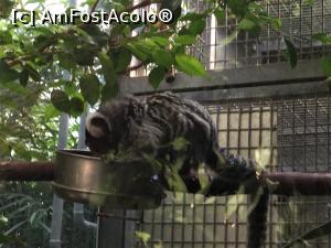 [P34] Zoo Ulm - ora mesei, altceva nu mai conteaza » foto by mishu
 - 
<span class="allrVoted glyphicon glyphicon-heart hidden" id="av1205615"></span>
<a class="m-l-10 hidden" id="sv1205615" onclick="voting_Foto_DelVot(,1205615,3969)" role="button">șterge vot <span class="glyphicon glyphicon-remove"></span></a>
<a id="v91205615" class=" c-red"  onclick="voting_Foto_SetVot(1205615)" role="button"><span class="glyphicon glyphicon-heart-empty"></span> <b>LIKE</b> = Votează poza</a> <img class="hidden"  id="f1205615W9" src="/imagini/loader.gif" border="0" /><span class="AjErrMes hidden" id="e1205615ErM"></span>