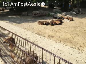 [P36] Zoo Ulm - e vara, e cald, e de inteles atitudinea » foto by mishu
 - 
<span class="allrVoted glyphicon glyphicon-heart hidden" id="av1205618"></span>
<a class="m-l-10 hidden" id="sv1205618" onclick="voting_Foto_DelVot(,1205618,3969)" role="button">șterge vot <span class="glyphicon glyphicon-remove"></span></a>
<a id="v91205618" class=" c-red"  onclick="voting_Foto_SetVot(1205618)" role="button"><span class="glyphicon glyphicon-heart-empty"></span> <b>LIKE</b> = Votează poza</a> <img class="hidden"  id="f1205618W9" src="/imagini/loader.gif" border="0" /><span class="AjErrMes hidden" id="e1205618ErM"></span>