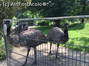 [P41] Zoo Ulm - niste pasari Emu » foto by mishu
 - 
<span class="allrVoted glyphicon glyphicon-heart hidden" id="av1205628"></span>
<a class="m-l-10 hidden" id="sv1205628" onclick="voting_Foto_DelVot(,1205628,3969)" role="button">șterge vot <span class="glyphicon glyphicon-remove"></span></a>
<a id="v91205628" class=" c-red"  onclick="voting_Foto_SetVot(1205628)" role="button"><span class="glyphicon glyphicon-heart-empty"></span> <b>LIKE</b> = Votează poza</a> <img class="hidden"  id="f1205628W9" src="/imagini/loader.gif" border="0" /><span class="AjErrMes hidden" id="e1205628ErM"></span>