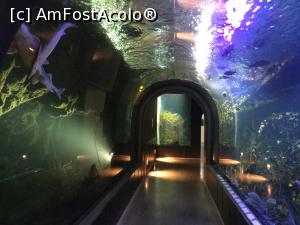 [P05] Zoo Ulm - si tunelul acvariu » foto by mishu
 - 
<span class="allrVoted glyphicon glyphicon-heart hidden" id="av1205586"></span>
<a class="m-l-10 hidden" id="sv1205586" onclick="voting_Foto_DelVot(,1205586,3969)" role="button">șterge vot <span class="glyphicon glyphicon-remove"></span></a>
<a id="v91205586" class=" c-red"  onclick="voting_Foto_SetVot(1205586)" role="button"><span class="glyphicon glyphicon-heart-empty"></span> <b>LIKE</b> = Votează poza</a> <img class="hidden"  id="f1205586W9" src="/imagini/loader.gif" border="0" /><span class="AjErrMes hidden" id="e1205586ErM"></span>