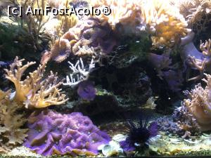 [P09] Zoo Ulm - Si acel arici de mare minunat care parca se pierde in decor » foto by mishu
 - 
<span class="allrVoted glyphicon glyphicon-heart hidden" id="av1205590"></span>
<a class="m-l-10 hidden" id="sv1205590" onclick="voting_Foto_DelVot(,1205590,3969)" role="button">șterge vot <span class="glyphicon glyphicon-remove"></span></a>
<a id="v91205590" class=" c-red"  onclick="voting_Foto_SetVot(1205590)" role="button"><span class="glyphicon glyphicon-heart-empty"></span> <b>LIKE</b> = Votează poza</a> <img class="hidden"  id="f1205590W9" src="/imagini/loader.gif" border="0" /><span class="AjErrMes hidden" id="e1205590ErM"></span>