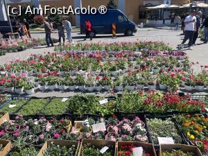 [P23] Constanța.25.04.2026 -  Piața de Flori » foto by Yersinia Pestis
 - 
<span class="allrVoted glyphicon glyphicon-heart hidden" id="av1526388"></span>
<a class="m-l-10 hidden" id="sv1526388" onclick="voting_Foto_DelVot(,1526388,4001)" role="button">șterge vot <span class="glyphicon glyphicon-remove"></span></a>
<a id="v91526388" class=" c-red"  onclick="voting_Foto_SetVot(1526388)" role="button"><span class="glyphicon glyphicon-heart-empty"></span> <b>LIKE</b> = Votează poza</a> <img class="hidden"  id="f1526388W9" src="/imagini/loader.gif" border="0" /><span class="AjErrMes hidden" id="e1526388ErM"></span>