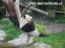 [P05] Nu trebuie sa ratati Gradina Zoologica,nici simpaticii ursuleti Panda » foto by ms65
 - 
<span class="allrVoted glyphicon glyphicon-heart hidden" id="av47324"></span>
<a class="m-l-10 hidden" id="sv47324" onclick="voting_Foto_DelVot(,47324,4023)" role="button">șterge vot <span class="glyphicon glyphicon-remove"></span></a>
<a id="v947324" class=" c-red"  onclick="voting_Foto_SetVot(47324)" role="button"><span class="glyphicon glyphicon-heart-empty"></span> <b>LIKE</b> = Votează poza</a> <img class="hidden"  id="f47324W9" src="/imagini/loader.gif" border="0" /><span class="AjErrMes hidden" id="e47324ErM"></span>