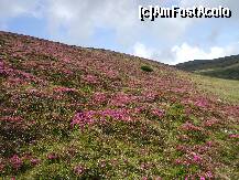 [P01] Covor de smirdar in Bucegi

<a href='http://www.sweetim.com/s.asp?im=gen&lpver=3&ref=11' target='_blank'><img src='http://cdn.content.sweetim.com/sim/cpie/emoticons/00020694.gif' border='0' title='Click to get more.' ></a> » foto by Lumis66
 - 
<span class="allrVoted glyphicon glyphicon-heart hidden" id="av215011"></span>
<a class="m-l-10 hidden" id="sv215011" onclick="voting_Foto_DelVot(,215011,4076)" role="button">șterge vot <span class="glyphicon glyphicon-remove"></span></a>
<a id="v9215011" class=" c-red"  onclick="voting_Foto_SetVot(215011)" role="button"><span class="glyphicon glyphicon-heart-empty"></span> <b>LIKE</b> = Votează poza</a> <img class="hidden"  id="f215011W9" src="/imagini/loader.gif" border="0" /><span class="AjErrMes hidden" id="e215011ErM"></span>