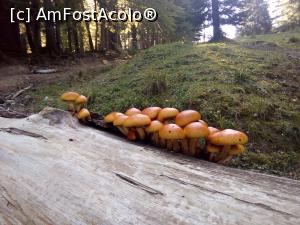 [P28] Pe forestier, spre Diham - înainte de Steaua Munților » foto by danaeldreny*
 - 
<span class="allrVoted glyphicon glyphicon-heart hidden" id="av921892"></span>
<a class="m-l-10 hidden" id="sv921892" onclick="voting_Foto_DelVot(,921892,4076)" role="button">șterge vot <span class="glyphicon glyphicon-remove"></span></a>
<a id="v9921892" class=" c-red"  onclick="voting_Foto_SetVot(921892)" role="button"><span class="glyphicon glyphicon-heart-empty"></span> <b>LIKE</b> = Votează poza</a> <img class="hidden"  id="f921892W9" src="/imagini/loader.gif" border="0" /><span class="AjErrMes hidden" id="e921892ErM"></span>