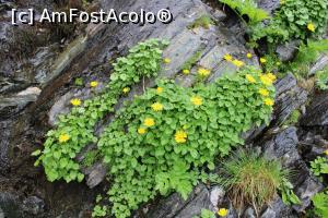 [P41] Transfăgărășan, flori de iulie » foto by mprofeanu
 - 
<span class="allrVoted glyphicon glyphicon-heart hidden" id="av1171565"></span>
<a class="m-l-10 hidden" id="sv1171565" onclick="voting_Foto_DelVot(,1171565,4095)" role="button">șterge vot <span class="glyphicon glyphicon-remove"></span></a>
<a id="v91171565" class=" c-red"  onclick="voting_Foto_SetVot(1171565)" role="button"><span class="glyphicon glyphicon-heart-empty"></span> <b>LIKE</b> = Votează poza</a> <img class="hidden"  id="f1171565W9" src="/imagini/loader.gif" border="0" /><span class="AjErrMes hidden" id="e1171565ErM"></span>