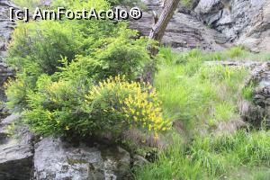 [P42] Transfăgărășan, flori de iulie » foto by mprofeanu
 - 
<span class="allrVoted glyphicon glyphicon-heart hidden" id="av1171566"></span>
<a class="m-l-10 hidden" id="sv1171566" onclick="voting_Foto_DelVot(,1171566,4095)" role="button">șterge vot <span class="glyphicon glyphicon-remove"></span></a>
<a id="v91171566" class=" c-red"  onclick="voting_Foto_SetVot(1171566)" role="button"><span class="glyphicon glyphicon-heart-empty"></span> <b>LIKE</b> = Votează poza</a> <img class="hidden"  id="f1171566W9" src="/imagini/loader.gif" border="0" /><span class="AjErrMes hidden" id="e1171566ErM"></span>