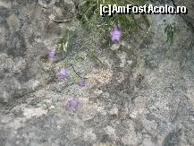 [P30] De pe stanci se peling cativa stanjenei violeti » foto by dorgo
 - 
<span class="allrVoted glyphicon glyphicon-heart hidden" id="av162608"></span>
<a class="m-l-10 hidden" id="sv162608" onclick="voting_Foto_DelVot(,162608,4100)" role="button">șterge vot <span class="glyphicon glyphicon-remove"></span></a>
<a id="v9162608" class=" c-red"  onclick="voting_Foto_SetVot(162608)" role="button"><span class="glyphicon glyphicon-heart-empty"></span> <b>LIKE</b> = Votează poza</a> <img class="hidden"  id="f162608W9" src="/imagini/loader.gif" border="0" /><span class="AjErrMes hidden" id="e162608ErM"></span>