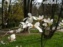 [P1x] magnolia primavara » foto by Andc
 - 
<span class="allrVoted glyphicon glyphicon-heart hidden" id="av33401"></span>
<a class="m-l-10 hidden" id="sv33401" onclick="voting_Foto_DelVot(,33401,4148)" role="button">șterge vot <span class="glyphicon glyphicon-remove"></span></a>
<a id="v933401" class=" c-red"  onclick="voting_Foto_SetVot(33401)" role="button"><span class="glyphicon glyphicon-heart-empty"></span> <b>LIKE</b> = Votează poza</a> <img class="hidden"  id="f33401W9" src="/imagini/loader.gif" border="0" /><span class="AjErrMes hidden" id="e33401ErM"></span>