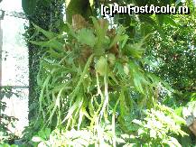 [P16] Iata plante din Brazilia, Borneo, Malaezia sau Filipine, in acest pavilion al serelor poti face un adevarat tur botanic al lumii » foto by dorgo
 - 
<span class="allrVoted glyphicon glyphicon-heart hidden" id="av164717"></span>
<a class="m-l-10 hidden" id="sv164717" onclick="voting_Foto_DelVot(,164717,4148)" role="button">șterge vot <span class="glyphicon glyphicon-remove"></span></a>
<a id="v9164717" class=" c-red"  onclick="voting_Foto_SetVot(164717)" role="button"><span class="glyphicon glyphicon-heart-empty"></span> <b>LIKE</b> = Votează poza</a> <img class="hidden"  id="f164717W9" src="/imagini/loader.gif" border="0" /><span class="AjErrMes hidden" id="e164717ErM"></span>