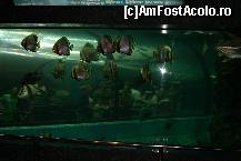 [P17] Aquarium Phuket-Angel Fish » foto by mariarosa
 - 
<span class="allrVoted glyphicon glyphicon-heart hidden" id="av302375"></span>
<a class="m-l-10 hidden" id="sv302375" onclick="voting_Foto_DelVot(,302375,4203)" role="button">șterge vot <span class="glyphicon glyphicon-remove"></span></a>
<a id="v9302375" class=" c-red"  onclick="voting_Foto_SetVot(302375)" role="button"><span class="glyphicon glyphicon-heart-empty"></span> <b>LIKE</b> = Votează poza</a> <img class="hidden"  id="f302375W9" src="/imagini/loader.gif" border="0" /><span class="AjErrMes hidden" id="e302375ErM"></span>