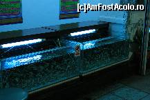 [P28] Fish spa. Aici intrai cu picioarele si pestii astia iti faceau un fel de masaj. » foto by mariarosa
 - 
<span class="allrVoted glyphicon glyphicon-heart hidden" id="av302392"></span>
<a class="m-l-10 hidden" id="sv302392" onclick="voting_Foto_DelVot(,302392,4203)" role="button">șterge vot <span class="glyphicon glyphicon-remove"></span></a>
<a id="v9302392" class=" c-red"  onclick="voting_Foto_SetVot(302392)" role="button"><span class="glyphicon glyphicon-heart-empty"></span> <b>LIKE</b> = Votează poza</a> <img class="hidden"  id="f302392W9" src="/imagini/loader.gif" border="0" /><span class="AjErrMes hidden" id="e302392ErM"></span>