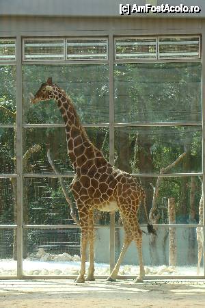 [P02] gradina zoo munchen » foto by beberadutoiu*
 - 
<span class="allrVoted glyphicon glyphicon-heart hidden" id="av453520"></span>
<a class="m-l-10 hidden" id="sv453520" onclick="voting_Foto_DelVot(,453520,4310)" role="button">șterge vot <span class="glyphicon glyphicon-remove"></span></a>
<a id="v9453520" class=" c-red"  onclick="voting_Foto_SetVot(453520)" role="button"><span class="glyphicon glyphicon-heart-empty"></span> <b>LIKE</b> = Votează poza</a> <img class="hidden"  id="f453520W9" src="/imagini/loader.gif" border="0" /><span class="AjErrMes hidden" id="e453520ErM"></span>