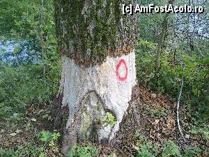 [P11] 'Lucrarea' castorilor pe trunchiul copacului » foto by RoF*
 - 
<span class="allrVoted glyphicon glyphicon-heart hidden" id="av379576"></span>
<a class="m-l-10 hidden" id="sv379576" onclick="voting_Foto_DelVot(,379576,4310)" role="button">șterge vot <span class="glyphicon glyphicon-remove"></span></a>
<a id="v9379576" class=" c-red"  onclick="voting_Foto_SetVot(379576)" role="button"><span class="glyphicon glyphicon-heart-empty"></span> <b>LIKE</b> = Votează poza</a> <img class="hidden"  id="f379576W9" src="/imagini/loader.gif" border="0" /><span class="AjErrMes hidden" id="e379576ErM"></span>