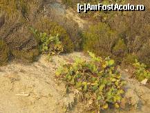 [P3x] cactusi cu fructe coapte; folositi manusi de menaj daca vreti sa le adunati! (se pot stoarce si se bea sucul - foarte racoritor! plin de vit. C) » foto by Dragoș_MD
 - 
<span class="allrVoted glyphicon glyphicon-heart hidden" id="av38842"></span>
<a class="m-l-10 hidden" id="sv38842" onclick="voting_Foto_DelVot(,38842,4378)" role="button">șterge vot <span class="glyphicon glyphicon-remove"></span></a>
<a id="v938842" class=" c-red"  onclick="voting_Foto_SetVot(38842)" role="button"><span class="glyphicon glyphicon-heart-empty"></span> <b>LIKE</b> = Votează poza</a> <img class="hidden"  id="f38842W9" src="/imagini/loader.gif" border="0" /><span class="AjErrMes hidden" id="e38842ErM"></span>