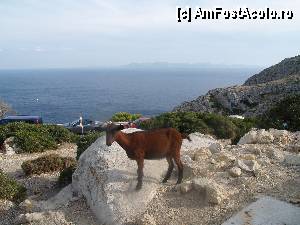 [P54] Excursie in Serra de Tramuntana » foto by Mika
 - 
<span class="allrVoted glyphicon glyphicon-heart hidden" id="av378582"></span>
<a class="m-l-10 hidden" id="sv378582" onclick="voting_Foto_DelVot(,378582,4407)" role="button">șterge vot <span class="glyphicon glyphicon-remove"></span></a>
<a id="v9378582" class=" c-red"  onclick="voting_Foto_SetVot(378582)" role="button"><span class="glyphicon glyphicon-heart-empty"></span> <b>LIKE</b> = Votează poza</a> <img class="hidden"  id="f378582W9" src="/imagini/loader.gif" border="0" /><span class="AjErrMes hidden" id="e378582ErM"></span>