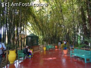 [P13] Jardin de Majorelle » foto by buterfly*
 - 
<span class="allrVoted glyphicon glyphicon-heart hidden" id="av728819"></span>
<a class="m-l-10 hidden" id="sv728819" onclick="voting_Foto_DelVot(,728819,4416)" role="button">șterge vot <span class="glyphicon glyphicon-remove"></span></a>
<a id="v9728819" class=" c-red"  onclick="voting_Foto_SetVot(728819)" role="button"><span class="glyphicon glyphicon-heart-empty"></span> <b>LIKE</b> = Votează poza</a> <img class="hidden"  id="f728819W9" src="/imagini/loader.gif" border="0" /><span class="AjErrMes hidden" id="e728819ErM"></span>