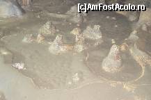 [P15] Peștera Polovragi, pădurice de stalagmite în Sala Piticilor » foto by unq
 - 
<span class="allrVoted glyphicon glyphicon-heart hidden" id="av449803"></span>
<a class="m-l-10 hidden" id="sv449803" onclick="voting_Foto_DelVot(,449803,4440)" role="button">șterge vot <span class="glyphicon glyphicon-remove"></span></a>
<a id="v9449803" class=" c-red"  onclick="voting_Foto_SetVot(449803)" role="button"><span class="glyphicon glyphicon-heart-empty"></span> <b>LIKE</b> = Votează poza</a> <img class="hidden"  id="f449803W9" src="/imagini/loader.gif" border="0" /><span class="AjErrMes hidden" id="e449803ErM"></span>