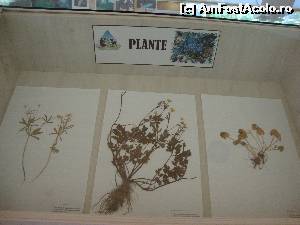 [P68] Unele plante specifice acestui areal.  » foto by Floryn81
 - 
<span class="allrVoted glyphicon glyphicon-heart hidden" id="av639886"></span>
<a class="m-l-10 hidden" id="sv639886" onclick="voting_Foto_DelVot(,639886,4537)" role="button">șterge vot <span class="glyphicon glyphicon-remove"></span></a>
<a id="v9639886" class=" c-red"  onclick="voting_Foto_SetVot(639886)" role="button"><span class="glyphicon glyphicon-heart-empty"></span> <b>LIKE</b> = Votează poza</a> <img class="hidden"  id="f639886W9" src="/imagini/loader.gif" border="0" /><span class="AjErrMes hidden" id="e639886ErM"></span>