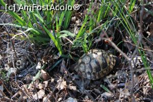 [P32] Rezervația Naturală Canaraua Fetii, jud. Constanța, Mica Țestoasă ieșită la plimbare, a fost singura văzută în primăvara timpurie... » foto by mprofeanu
 - 
<span class="allrVoted glyphicon glyphicon-heart hidden" id="av1230720"></span>
<a class="m-l-10 hidden" id="sv1230720" onclick="voting_Foto_DelVot(,1230720,4623)" role="button">șterge vot <span class="glyphicon glyphicon-remove"></span></a>
<a id="v91230720" class=" c-red"  onclick="voting_Foto_SetVot(1230720)" role="button"><span class="glyphicon glyphicon-heart-empty"></span> <b>LIKE</b> = Votează poza</a> <img class="hidden"  id="f1230720W9" src="/imagini/loader.gif" border="0" /><span class="AjErrMes hidden" id="e1230720ErM"></span>