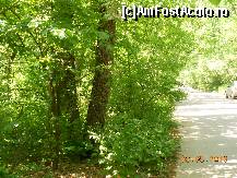 P01 [MAY-2013] Pădurea Pustnicu - Drumul spre locul de grătar. 