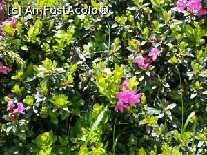 [P18] Bujorei de munte sau rododendroni » foto by Mika
 - 
<span class="allrVoted glyphicon glyphicon-heart hidden" id="av1080442"></span>
<a class="m-l-10 hidden" id="sv1080442" onclick="voting_Foto_DelVot(,1080442,4696)" role="button">șterge vot <span class="glyphicon glyphicon-remove"></span></a>
<a id="v91080442" class=" c-red"  onclick="voting_Foto_SetVot(1080442)" role="button"><span class="glyphicon glyphicon-heart-empty"></span> <b>LIKE</b> = Votează poza</a> <img class="hidden"  id="f1080442W9" src="/imagini/loader.gif" border="0" /><span class="AjErrMes hidden" id="e1080442ErM"></span>