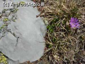 [P24] Iezer Păpușa, cristalin, floră » foto by Mioritik
 - 
<span class="allrVoted glyphicon glyphicon-heart hidden" id="av1229470"></span>
<a class="m-l-10 hidden" id="sv1229470" onclick="voting_Foto_DelVot(,1229470,4725)" role="button">șterge vot <span class="glyphicon glyphicon-remove"></span></a>
<a id="v91229470" class=" c-red"  onclick="voting_Foto_SetVot(1229470)" role="button"><span class="glyphicon glyphicon-heart-empty"></span> <b>LIKE</b> = Votează poza</a> <img class="hidden"  id="f1229470W9" src="/imagini/loader.gif" border="0" /><span class="AjErrMes hidden" id="e1229470ErM"></span>