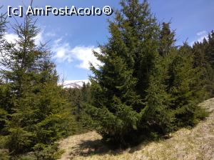 [P34] Iezer Păpușa » foto by Mioritik
 - 
<span class="allrVoted glyphicon glyphicon-heart hidden" id="av1229480"></span>
<a class="m-l-10 hidden" id="sv1229480" onclick="voting_Foto_DelVot(,1229480,4725)" role="button">șterge vot <span class="glyphicon glyphicon-remove"></span></a>
<a id="v91229480" class=" c-red"  onclick="voting_Foto_SetVot(1229480)" role="button"><span class="glyphicon glyphicon-heart-empty"></span> <b>LIKE</b> = Votează poza</a> <img class="hidden"  id="f1229480W9" src="/imagini/loader.gif" border="0" /><span class="AjErrMes hidden" id="e1229480ErM"></span>