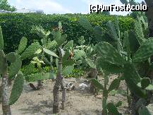 [P06] Cactusi cu flori rosii. » foto by marius gaudi*
 - 
<span class="allrVoted glyphicon glyphicon-heart hidden" id="av175201"></span>
<a class="m-l-10 hidden" id="sv175201" onclick="voting_Foto_DelVot(,175201,4765)" role="button">șterge vot <span class="glyphicon glyphicon-remove"></span></a>
<a id="v9175201" class=" c-red"  onclick="voting_Foto_SetVot(175201)" role="button"><span class="glyphicon glyphicon-heart-empty"></span> <b>LIKE</b> = Votează poza</a> <img class="hidden"  id="f175201W9" src="/imagini/loader.gif" border="0" /><span class="AjErrMes hidden" id="e175201ErM"></span>