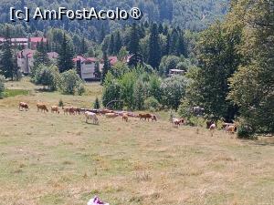 [P08] Văcuțe pe pajiște » foto by laurand
 - 
<span class="allrVoted glyphicon glyphicon-heart hidden" id="av1514767"></span>
<a class="m-l-10 hidden" id="sv1514767" onclick="voting_Foto_DelVot(,1514767,4795)" role="button">șterge vot <span class="glyphicon glyphicon-remove"></span></a>
<a id="v91514767" class=" c-red"  onclick="voting_Foto_SetVot(1514767)" role="button"><span class="glyphicon glyphicon-heart-empty"></span> <b>LIKE</b> = Votează poza</a> <img class="hidden"  id="f1514767W9" src="/imagini/loader.gif" border="0" /><span class="AjErrMes hidden" id="e1514767ErM"></span>