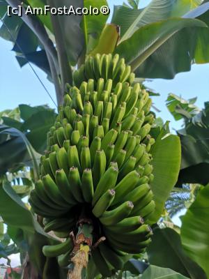 [P08] Celebrele „platano” - banane mici și aromate, specifice Insulelor Canare; Tenerife e împânzită de plantații terasate de banane » foto by crismis
 - 
<span class="allrVoted glyphicon glyphicon-heart hidden" id="av1147126"></span>
<a class="m-l-10 hidden" id="sv1147126" onclick="voting_Foto_DelVot(,1147126,4873)" role="button">șterge vot <span class="glyphicon glyphicon-remove"></span></a>
<a id="v91147126" class=" c-red"  onclick="voting_Foto_SetVot(1147126)" role="button"><span class="glyphicon glyphicon-heart-empty"></span> <b>LIKE</b> = Votează poza</a> <img class="hidden"  id="f1147126W9" src="/imagini/loader.gif" border="0" /><span class="AjErrMes hidden" id="e1147126ErM"></span>