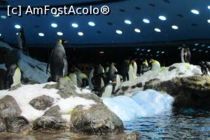 [P38] Pinguinarium, Loro Parque » foto by Alina Roxana
 - 
<span class="allrVoted glyphicon glyphicon-heart hidden" id="av758368"></span>
<a class="m-l-10 hidden" id="sv758368" onclick="voting_Foto_DelVot(,758368,4873)" role="button">șterge vot <span class="glyphicon glyphicon-remove"></span></a>
<a id="v9758368" class=" c-red"  onclick="voting_Foto_SetVot(758368)" role="button"><span class="glyphicon glyphicon-heart-empty"></span> <b>LIKE</b> = Votează poza</a> <img class="hidden"  id="f758368W9" src="/imagini/loader.gif" border="0" /><span class="AjErrMes hidden" id="e758368ErM"></span>