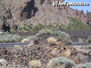 [P03] vegetatie care razbate prin lava pietrificata in Parcul National El Teide » foto by dianabzs
 - 
<span class="allrVoted glyphicon glyphicon-heart hidden" id="av422032"></span>
<a class="m-l-10 hidden" id="sv422032" onclick="voting_Foto_DelVot(,422032,4873)" role="button">șterge vot <span class="glyphicon glyphicon-remove"></span></a>
<a id="v9422032" class=" c-red"  onclick="voting_Foto_SetVot(422032)" role="button"><span class="glyphicon glyphicon-heart-empty"></span> <b>LIKE</b> = Votează poza</a> <img class="hidden"  id="f422032W9" src="/imagini/loader.gif" border="0" /><span class="AjErrMes hidden" id="e422032ErM"></span>