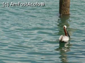 [P11] Pelican lansat la apă în Port of Miami » foto by diacrys*
 - 
<span class="allrVoted glyphicon glyphicon-heart hidden" id="av718399"></span>
<a class="m-l-10 hidden" id="sv718399" onclick="voting_Foto_DelVot(,718399,5053)" role="button">șterge vot <span class="glyphicon glyphicon-remove"></span></a>
<a id="v9718399" class=" c-red"  onclick="voting_Foto_SetVot(718399)" role="button"><span class="glyphicon glyphicon-heart-empty"></span> <b>LIKE</b> = Votează poza</a> <img class="hidden"  id="f718399W9" src="/imagini/loader.gif" border="0" /><span class="AjErrMes hidden" id="e718399ErM"></span>