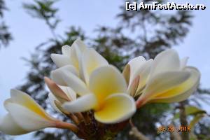 [P33] ador frangipani, florile mele preferate » foto by andreea72
 - 
<span class="allrVoted glyphicon glyphicon-heart hidden" id="av596193"></span>
<a class="m-l-10 hidden" id="sv596193" onclick="voting_Foto_DelVot(,596193,5166)" role="button">șterge vot <span class="glyphicon glyphicon-remove"></span></a>
<a id="v9596193" class=" c-red"  onclick="voting_Foto_SetVot(596193)" role="button"><span class="glyphicon glyphicon-heart-empty"></span> <b>LIKE</b> = Votează poza</a> <img class="hidden"  id="f596193W9" src="/imagini/loader.gif" border="0" /><span class="AjErrMes hidden" id="e596193ErM"></span>