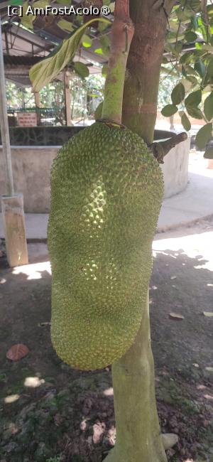 [P07] Jackfruit in copac » foto by luc64
 - 
<span class="allrVoted glyphicon glyphicon-heart hidden" id="av1390547"></span>
<a class="m-l-10 hidden" id="sv1390547" onclick="voting_Foto_DelVot(,1390547,5166)" role="button">șterge vot <span class="glyphicon glyphicon-remove"></span></a>
<a id="v91390547" class=" c-red"  onclick="voting_Foto_SetVot(1390547)" role="button"><span class="glyphicon glyphicon-heart-empty"></span> <b>LIKE</b> = Votează poza</a> <img class="hidden"  id="f1390547W9" src="/imagini/loader.gif" border="0" /><span class="AjErrMes hidden" id="e1390547ErM"></span>