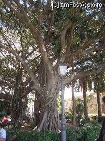 [P02] ficus pe malul marii » foto by ot_to
 - 
<span class="allrVoted glyphicon glyphicon-heart hidden" id="av95186"></span>
<a class="m-l-10 hidden" id="sv95186" onclick="voting_Foto_DelVot(,95186,5466)" role="button">șterge vot <span class="glyphicon glyphicon-remove"></span></a>
<a id="v995186" class=" c-red"  onclick="voting_Foto_SetVot(95186)" role="button"><span class="glyphicon glyphicon-heart-empty"></span> <b>LIKE</b> = Votează poza</a> <img class="hidden"  id="f95186W9" src="/imagini/loader.gif" border="0" /><span class="AjErrMes hidden" id="e95186ErM"></span>