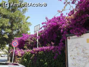 [P05] Bougainvillea la intrare în Parcul Arheologic Neapolis » foto by irinad
 - 
<span class="allrVoted glyphicon glyphicon-heart hidden" id="av893120"></span>
<a class="m-l-10 hidden" id="sv893120" onclick="voting_Foto_DelVot(,893120,5466)" role="button">șterge vot <span class="glyphicon glyphicon-remove"></span></a>
<a id="v9893120" class=" c-red"  onclick="voting_Foto_SetVot(893120)" role="button"><span class="glyphicon glyphicon-heart-empty"></span> <b>LIKE</b> = Votează poza</a> <img class="hidden"  id="f893120W9" src="/imagini/loader.gif" border="0" /><span class="AjErrMes hidden" id="e893120ErM"></span>