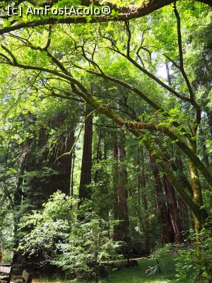 [P12] Muir Woods » foto by DanCld
 - 
<span class="allrVoted glyphicon glyphicon-heart hidden" id="av988119"></span>
<a class="m-l-10 hidden" id="sv988119" onclick="voting_Foto_DelVot(,988119,5485)" role="button">șterge vot <span class="glyphicon glyphicon-remove"></span></a>
<a id="v9988119" class=" c-red"  onclick="voting_Foto_SetVot(988119)" role="button"><span class="glyphicon glyphicon-heart-empty"></span> <b>LIKE</b> = Votează poza</a> <img class="hidden"  id="f988119W9" src="/imagini/loader.gif" border="0" /><span class="AjErrMes hidden" id="e988119ErM"></span>