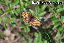 [P13] Fluture pe malul lacului Cincis » foto by gregorio
 - 
<span class="allrVoted glyphicon glyphicon-heart hidden" id="av67773"></span>
<a class="m-l-10 hidden" id="sv67773" onclick="voting_Foto_DelVot(,67773,5504)" role="button">șterge vot <span class="glyphicon glyphicon-remove"></span></a>
<a id="v967773" class=" c-red"  onclick="voting_Foto_SetVot(67773)" role="button"><span class="glyphicon glyphicon-heart-empty"></span> <b>LIKE</b> = Votează poza</a> <img class="hidden"  id="f67773W9" src="/imagini/loader.gif" border="0" /><span class="AjErrMes hidden" id="e67773ErM"></span>