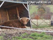 [P23] Vaca Hamis[cred ca am scris bine],specie crescuta in Scotia in tinuturile muntoase,rezistenta la conditiile vitrege de acolo.. » foto by any*
 - 
<span class="allrVoted glyphicon glyphicon-heart hidden" id="av76858"></span>
<a class="m-l-10 hidden" id="sv76858" onclick="voting_Foto_DelVot(,76858,5643)" role="button">șterge vot <span class="glyphicon glyphicon-remove"></span></a>
<a id="v976858" class=" c-red"  onclick="voting_Foto_SetVot(76858)" role="button"><span class="glyphicon glyphicon-heart-empty"></span> <b>LIKE</b> = Votează poza</a> <img class="hidden"  id="f76858W9" src="/imagini/loader.gif" border="0" /><span class="AjErrMes hidden" id="e76858ErM"></span>