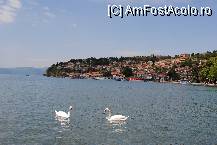 [P06] Lebede pe lacul Ohrid.Se poate vedea si orasul vechi pe fundal. » foto by prisad
 - 
<span class="allrVoted glyphicon glyphicon-heart hidden" id="av75162"></span>
<a class="m-l-10 hidden" id="sv75162" onclick="voting_Foto_DelVot(,75162,5763)" role="button">șterge vot <span class="glyphicon glyphicon-remove"></span></a>
<a id="v975162" class=" c-red"  onclick="voting_Foto_SetVot(75162)" role="button"><span class="glyphicon glyphicon-heart-empty"></span> <b>LIKE</b> = Votează poza</a> <img class="hidden"  id="f75162W9" src="/imagini/loader.gif" border="0" /><span class="AjErrMes hidden" id="e75162ErM"></span>