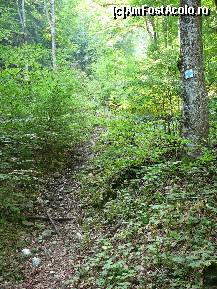 [P03] Prima parte a traseului, prin padure » foto by Claudiu U.
 - 
<span class="allrVoted glyphicon glyphicon-heart hidden" id="av243433"></span>
<a class="m-l-10 hidden" id="sv243433" onclick="voting_Foto_DelVot(,243433,5764)" role="button">șterge vot <span class="glyphicon glyphicon-remove"></span></a>
<a id="v9243433" class=" c-red"  onclick="voting_Foto_SetVot(243433)" role="button"><span class="glyphicon glyphicon-heart-empty"></span> <b>LIKE</b> = Votează poza</a> <img class="hidden"  id="f243433W9" src="/imagini/loader.gif" border="0" /><span class="AjErrMes hidden" id="e243433ErM"></span>