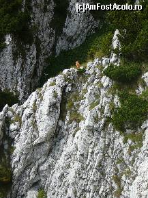 [P30] Capra Neagra? Nu, doar un catel 'alpinist' ce se luase de la cabana dupa cativa turisti » foto by Claudiu U.
 - 
<span class="allrVoted glyphicon glyphicon-heart hidden" id="av256762"></span>
<a class="m-l-10 hidden" id="sv256762" onclick="voting_Foto_DelVot(,256762,5764)" role="button">șterge vot <span class="glyphicon glyphicon-remove"></span></a>
<a id="v9256762" class=" c-red"  onclick="voting_Foto_SetVot(256762)" role="button"><span class="glyphicon glyphicon-heart-empty"></span> <b>LIKE</b> = Votează poza</a> <img class="hidden"  id="f256762W9" src="/imagini/loader.gif" border="0" /><span class="AjErrMes hidden" id="e256762ErM"></span>