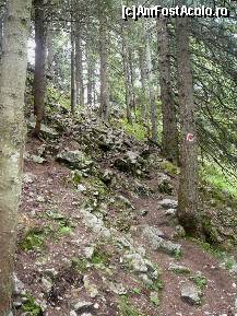 [P36] Suntem prin padure, mergand spre Saua Crapaturii » foto by Claudiu U.
 - 
<span class="allrVoted glyphicon glyphicon-heart hidden" id="av256768"></span>
<a class="m-l-10 hidden" id="sv256768" onclick="voting_Foto_DelVot(,256768,5764)" role="button">șterge vot <span class="glyphicon glyphicon-remove"></span></a>
<a id="v9256768" class=" c-red"  onclick="voting_Foto_SetVot(256768)" role="button"><span class="glyphicon glyphicon-heart-empty"></span> <b>LIKE</b> = Votează poza</a> <img class="hidden"  id="f256768W9" src="/imagini/loader.gif" border="0" /><span class="AjErrMes hidden" id="e256768ErM"></span>