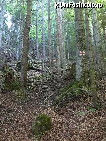 [P04] Suntem prin padure, inainte de a ajunge la stanci » foto by Claudiu U.
 - 
<span class="allrVoted glyphicon glyphicon-heart hidden" id="av256736"></span>
<a class="m-l-10 hidden" id="sv256736" onclick="voting_Foto_DelVot(,256736,5764)" role="button">șterge vot <span class="glyphicon glyphicon-remove"></span></a>
<a id="v9256736" class=" c-red"  onclick="voting_Foto_SetVot(256736)" role="button"><span class="glyphicon glyphicon-heart-empty"></span> <b>LIKE</b> = Votează poza</a> <img class="hidden"  id="f256736W9" src="/imagini/loader.gif" border="0" /><span class="AjErrMes hidden" id="e256736ErM"></span>