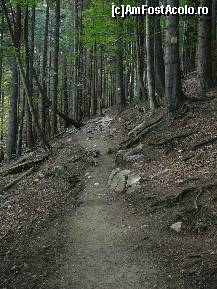 [P41] Pe aceeasi poteca ...dar prin padure » foto by Claudiu U.
 - 
<span class="allrVoted glyphicon glyphicon-heart hidden" id="av256773"></span>
<a class="m-l-10 hidden" id="sv256773" onclick="voting_Foto_DelVot(,256773,5764)" role="button">șterge vot <span class="glyphicon glyphicon-remove"></span></a>
<a id="v9256773" class=" c-red"  onclick="voting_Foto_SetVot(256773)" role="button"><span class="glyphicon glyphicon-heart-empty"></span> <b>LIKE</b> = Votează poza</a> <img class="hidden"  id="f256773W9" src="/imagini/loader.gif" border="0" /><span class="AjErrMes hidden" id="e256773ErM"></span>